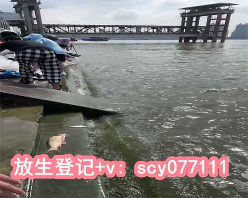 放生柳根鱼什么意思，放生鲤鱼什么意思1