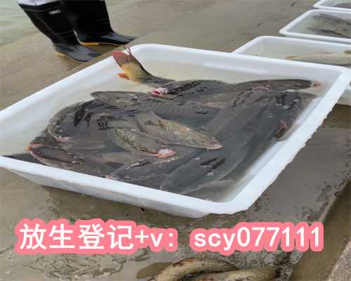 甲鱼可以直接放生吗，钓到百年甲鱼各位钓鱼人你们会选择放生吗