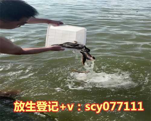 乌龟放生时要在背上写字吗，怎么让乌龟放生能更加顺利