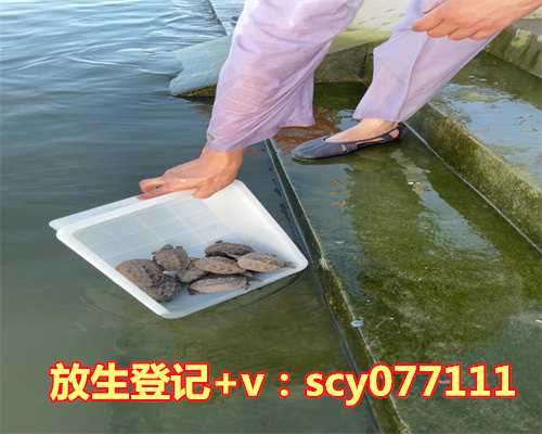 帮别人放生好吗，做生意人放生的好处2