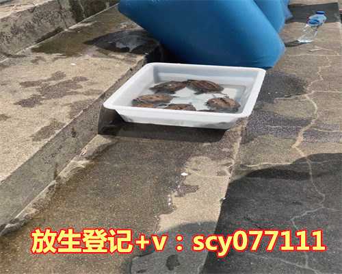 放生鱼儿不走是什么意思，双鱼聚财什么意思