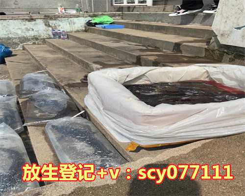 草龟放生长江能活吗，乌龟如何放生1