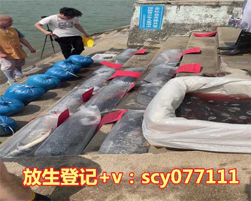 鲈鱼放生寓意，鳝鱼放生时需要注意些什么？