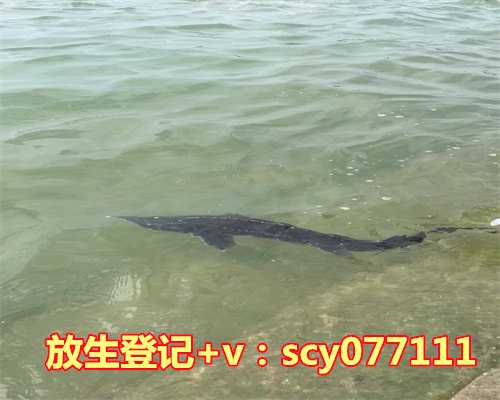 冬季放生什么鱼最好养，立冬养生吃什么