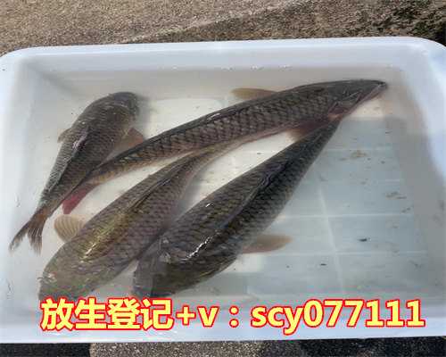 生日放生祝福语简短暖心，祝您生日快乐