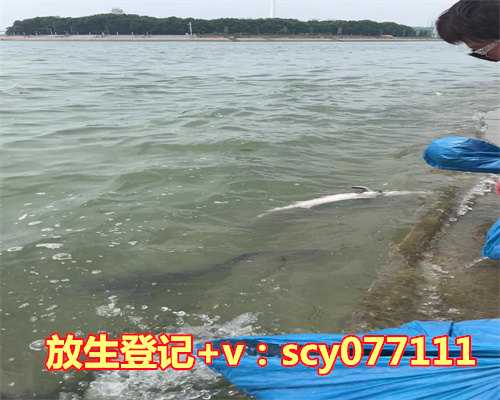 大鱼放生图片，趁夏天可以大量放生鱼籽，甚至不花钱，可以大量放生！子伤母