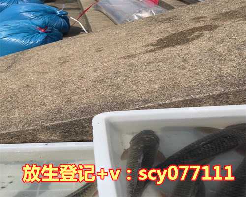 一般去哪放生，“差钱”奢侈为哪般