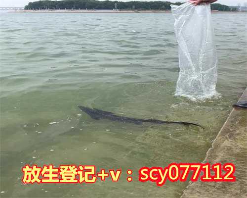 放生鱼儿时说些什么，梦到鱼会发生什么