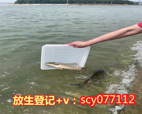 衡水放生生儿子，衡水搬家后的鲤鱼可以放生吗，衡水天津大悲院放生小组