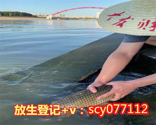 柳州祈福放生法会,柳州的彩虹桥可以放生草鱼吗,柳州善缘放生网