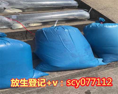 小麻雀放生，芝麻小餐包的做法