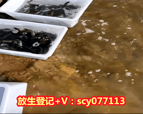 几月份放生鱼，八月份出生的是什么星座