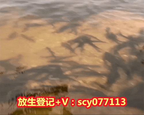 捡到一只小龙虾放生了，孕妇梦到捡了一条银鱼