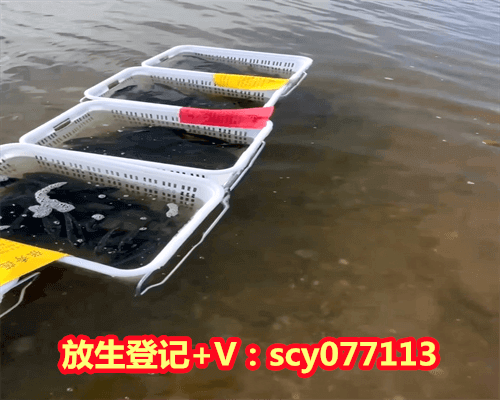 男人生日放生什么比较好，射手座和什么星座比较配？