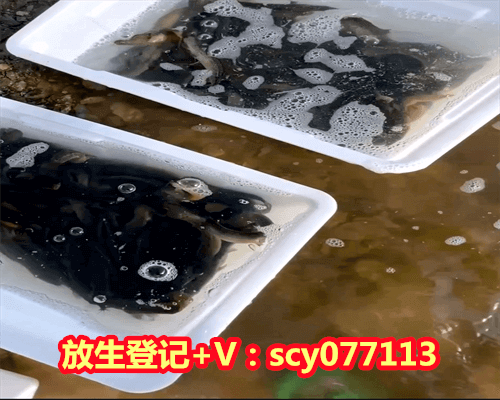 放生鲫鱼的真实功德，算命说要买两条鲫鱼放生